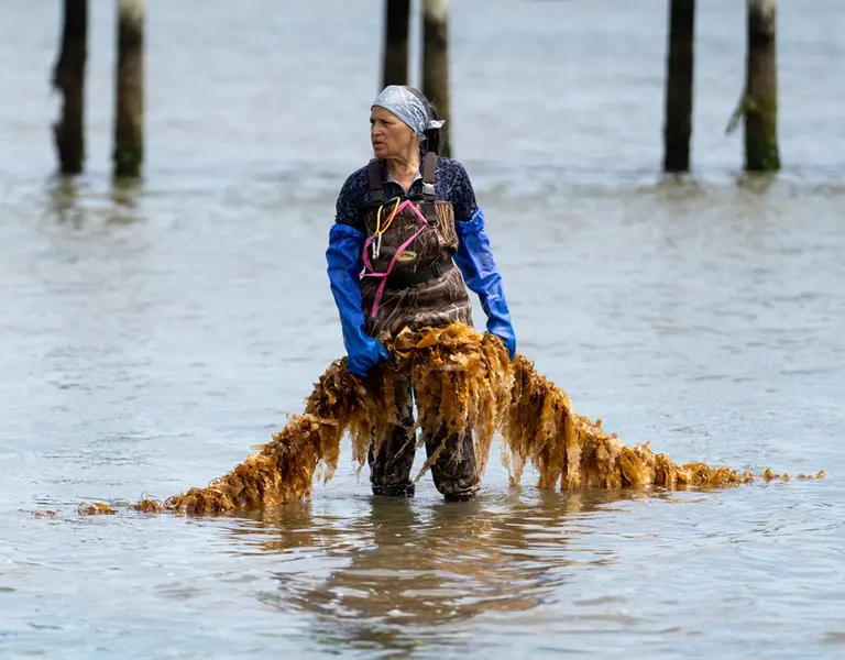 Can Seaweed Save American Shellfish? | Pulitzer Center